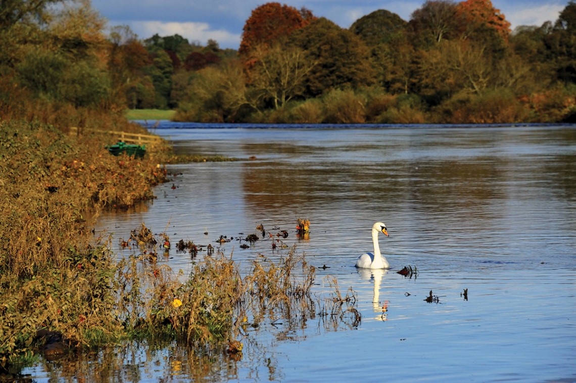 2-swans-on-river-tweed-at-Milne-Graden-Coldstream-scottish-borders
