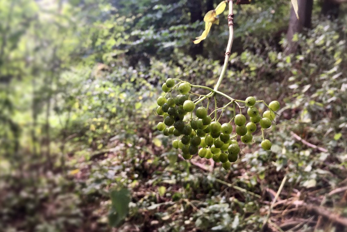 Almost-ripe-elderberries-on-Milne-Graden-river-walk