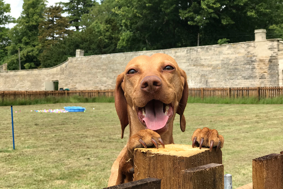 vizsla_dog_looking_over_dog_park_fench_looking_happy