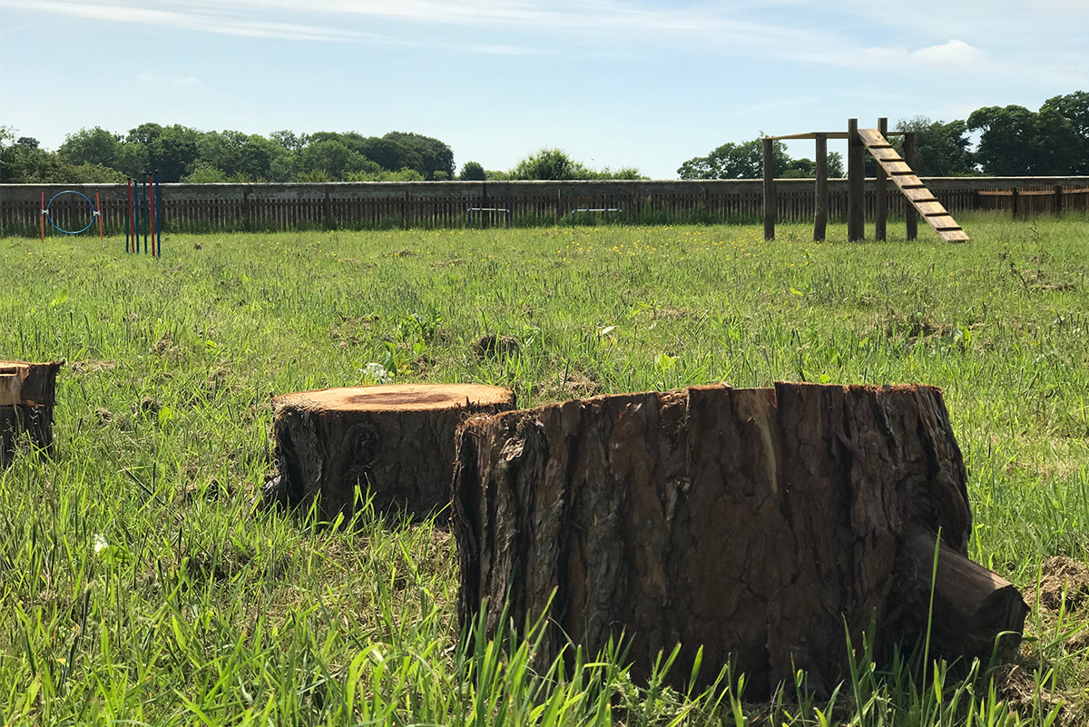 view_dog_park_from_log_stepping_stones