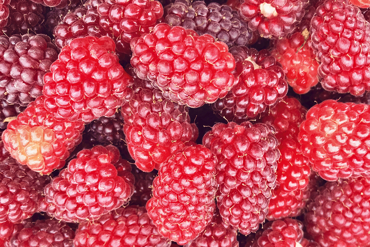 summer_tayberries_close_up_border_berries_scottish_borders