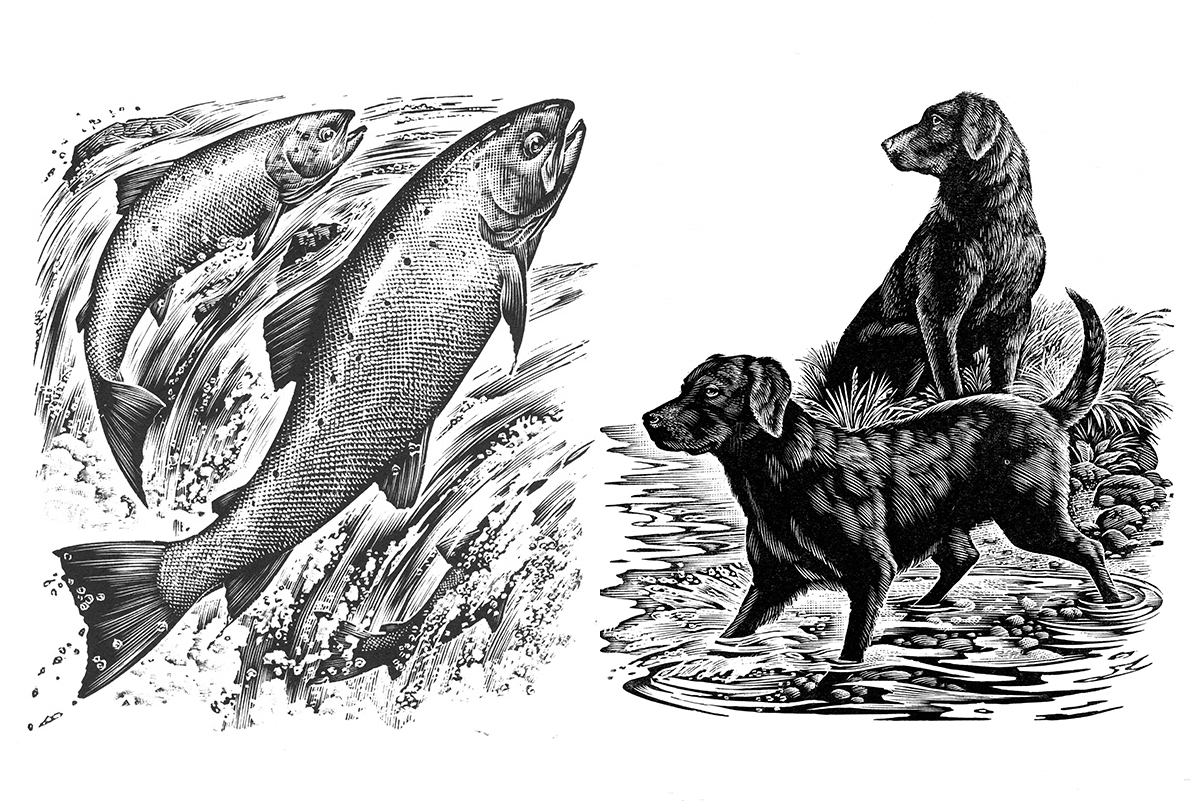 Milne Graden brand artist Andrew Davidson illustrations salmon labradors by the tweed