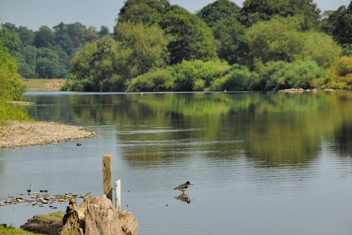 Milne-Graden-Fishing-River-Tweed-Wildlife-Oystercatcher