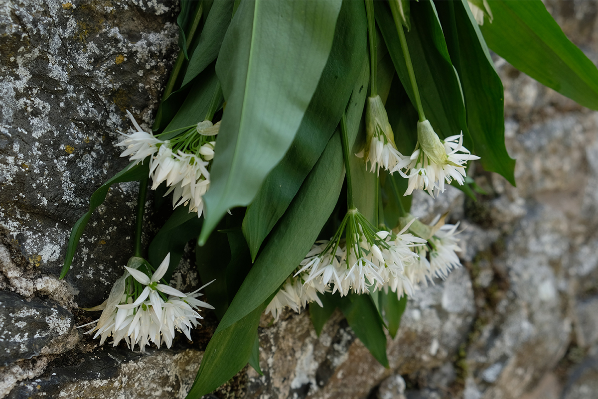Wild-Garlic-Bunch-hanging-from-garden-wall