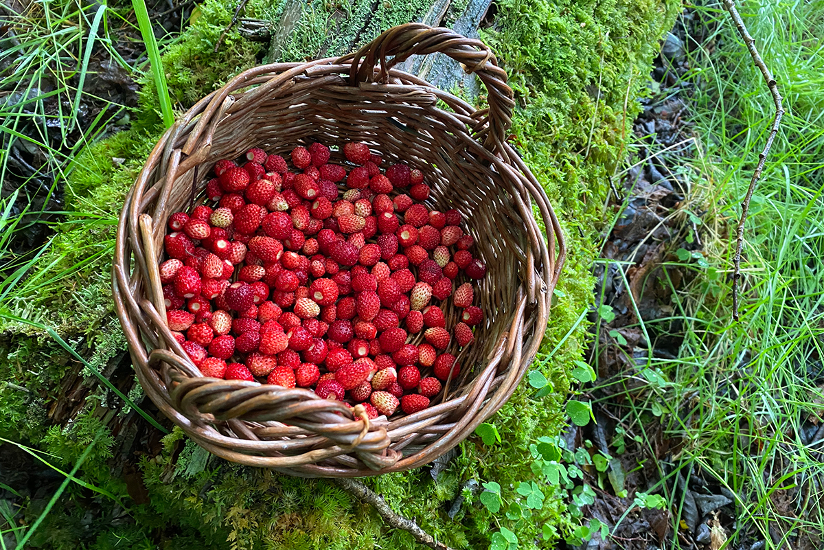 Summer-Wild-Strawberries-in-basket-sitting-on-a-log