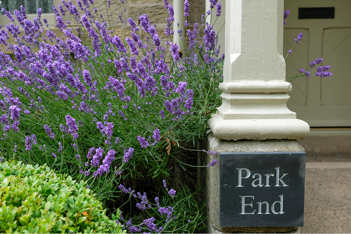 https://talesofthetweed.co.uk/wp-content/uploads/2020/07/Milne-Graden-Summer-Park-End-Lavender-at-entrance-with-bees jpg