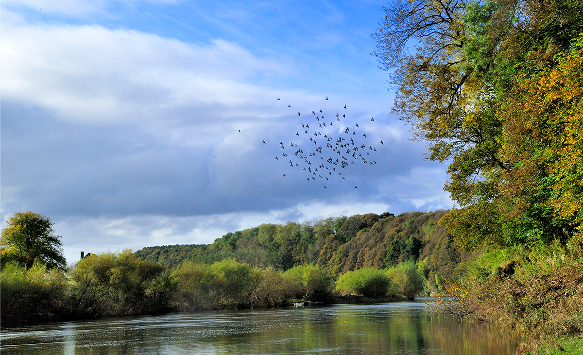 Milne-Graden-Fishing-River-Tweed-View-Autumn_Birds_in_flight