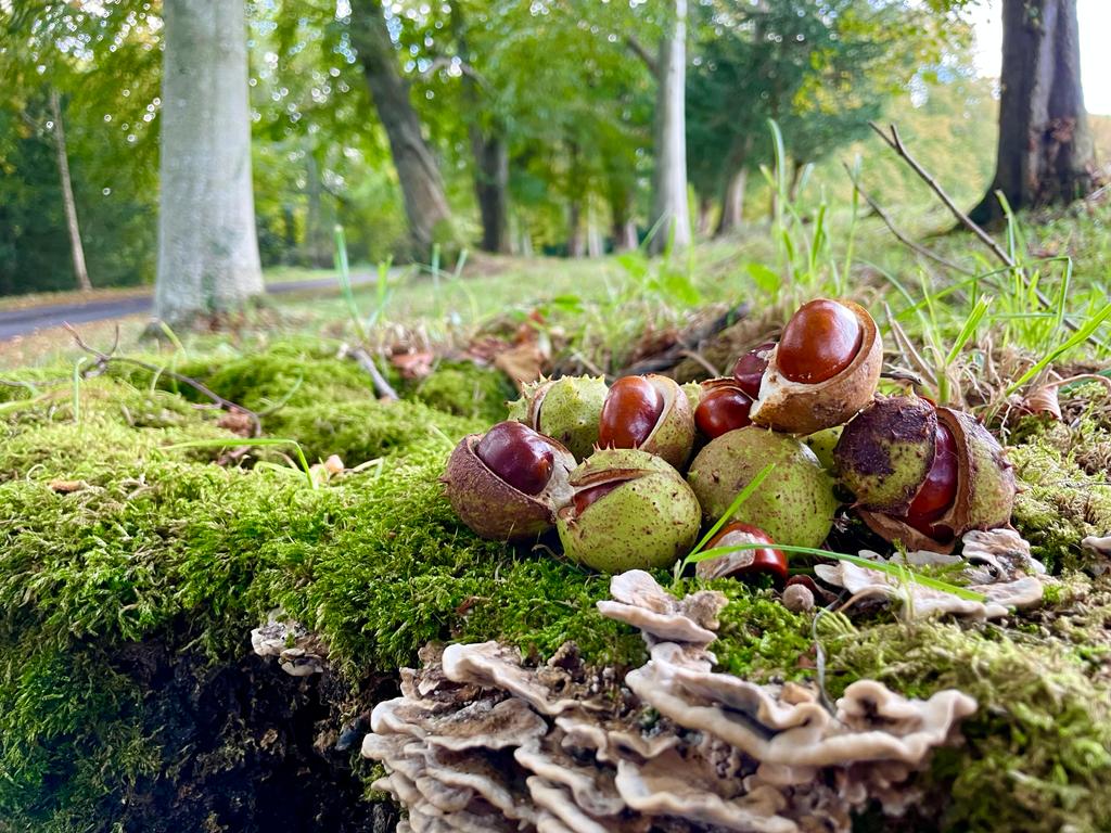 Milne Graden Conkers