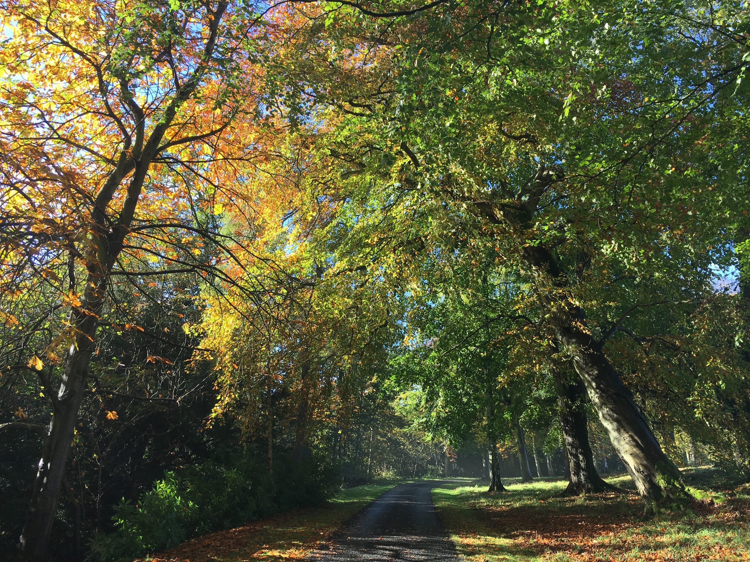 Autumn at Milne Graden