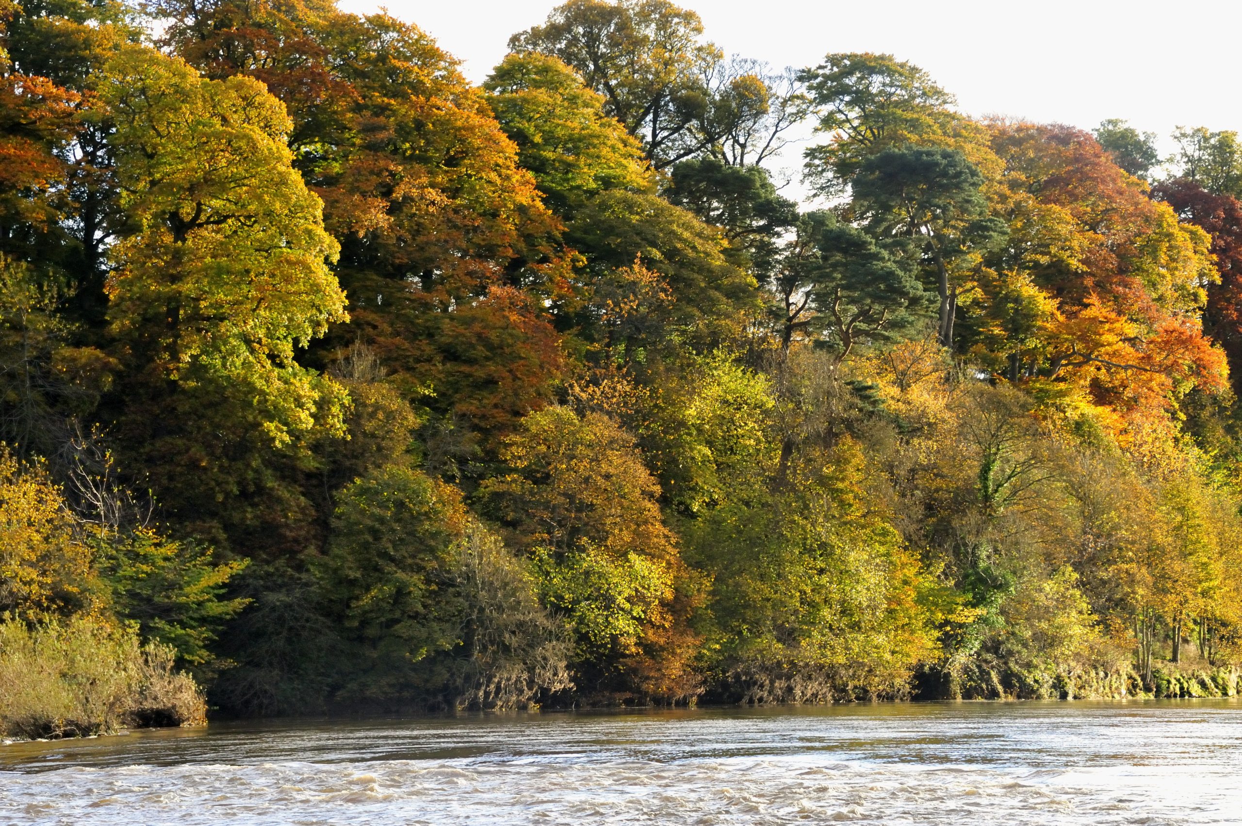 Autumn colours on the banks of the River Tweed