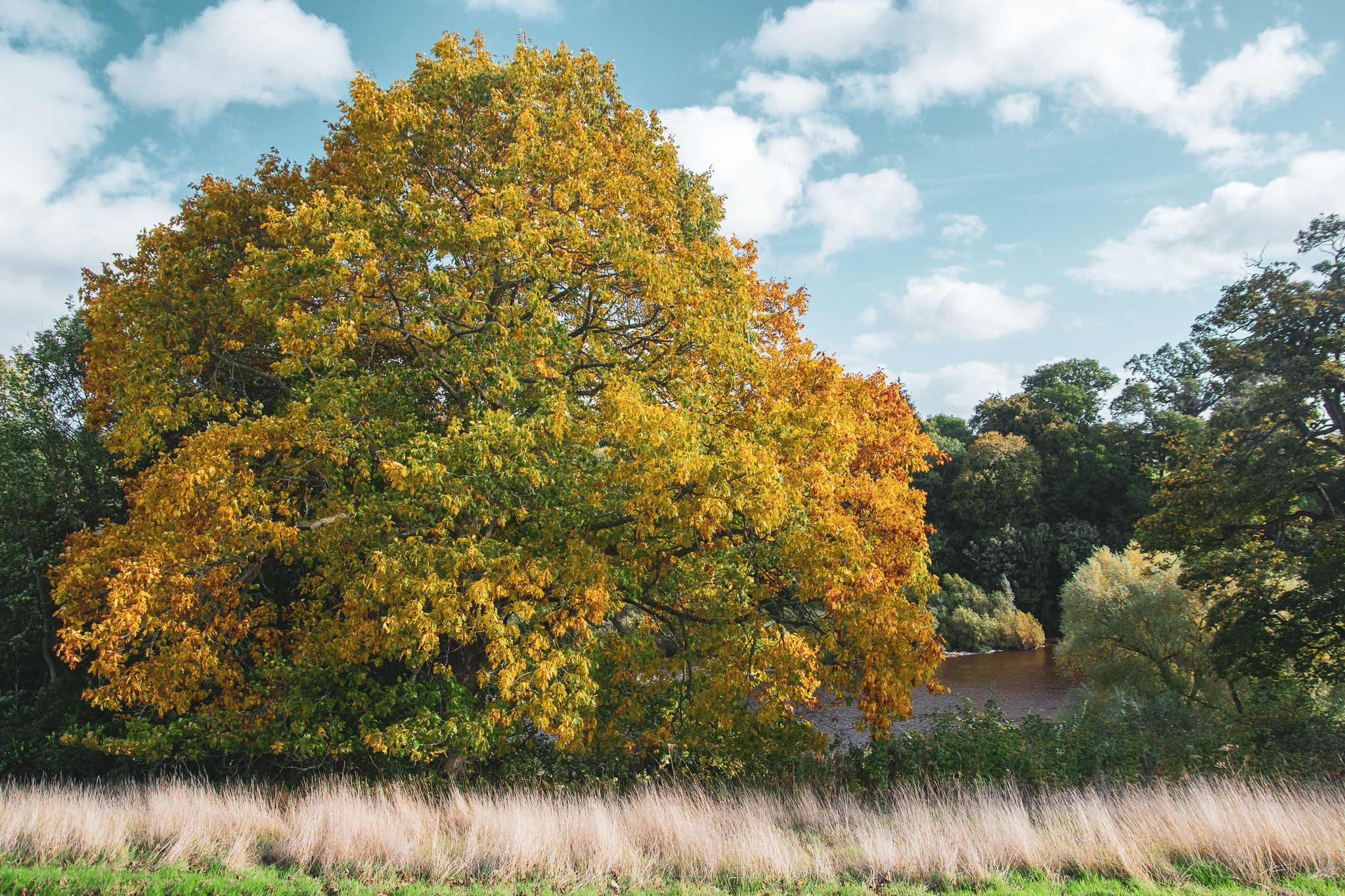 Golden Autumn Trees at Milne Graden